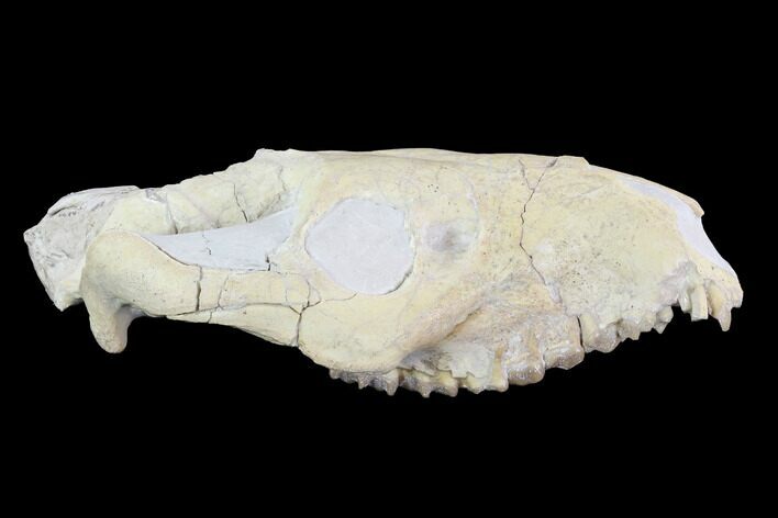 Oreodont (Merycoidodon) Partial Skull - Wyoming #95060